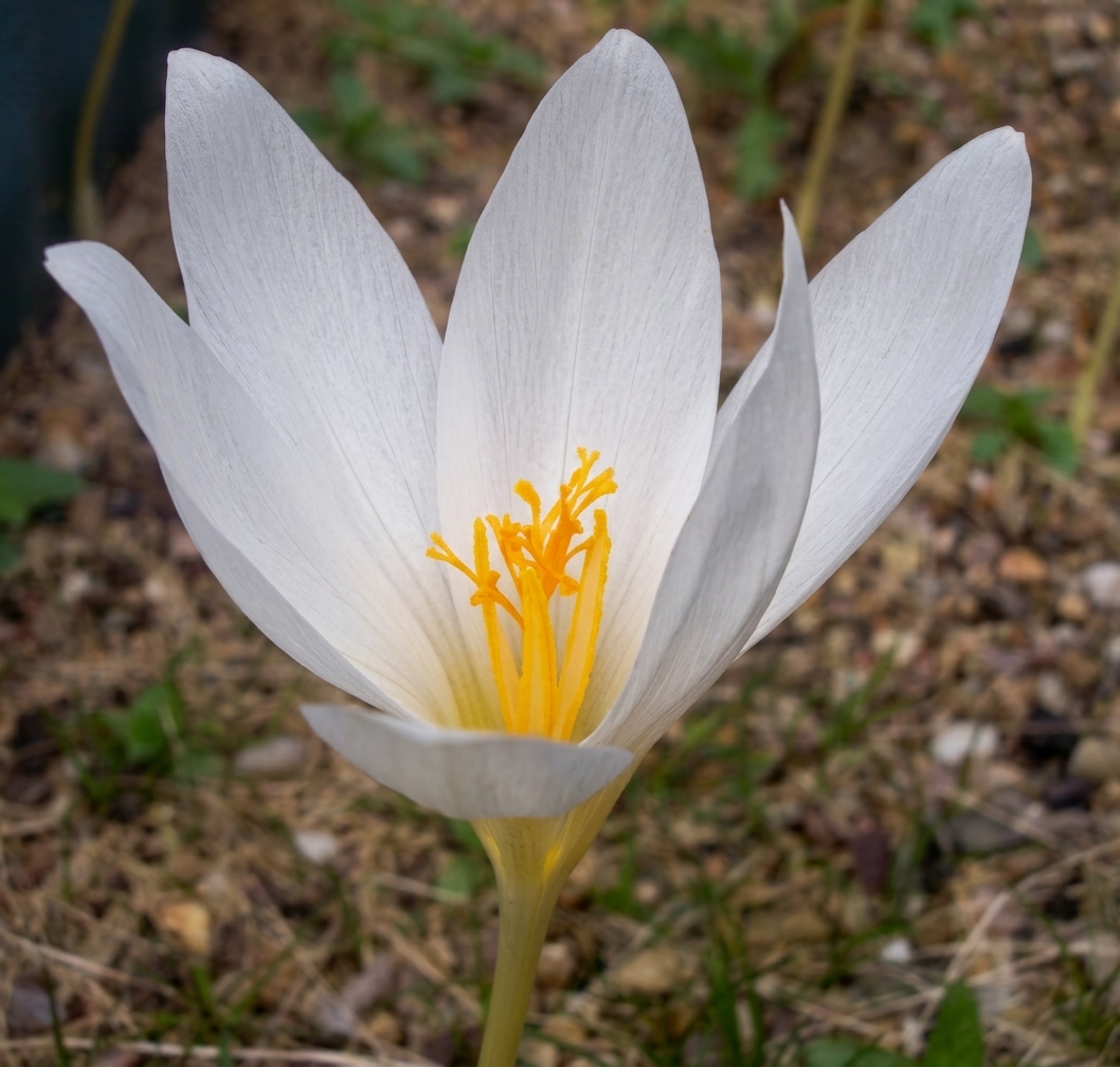 Crocus speciosus 'Albus' (AUT) 
